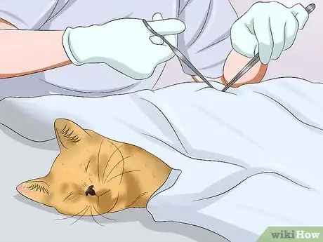 Step 2 给猫咪绝育。