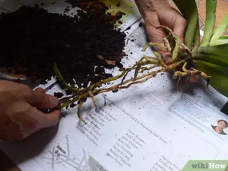 Step 5 移除旧的盆栽土以及坏死的根部。