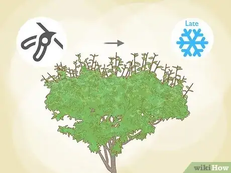 Step 1 选择正确的修剪时机。