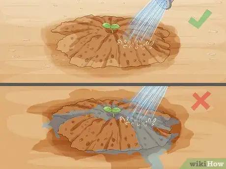 Step 2 保持土壤湿润，但是不要让土壤水汪汪的。