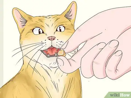 Step 3 用零食奖励猫咪。