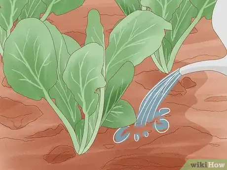 Step 2 保持种植区潮湿。