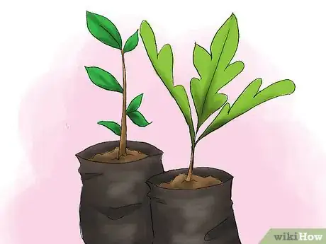 Step 1 安排植物布局。