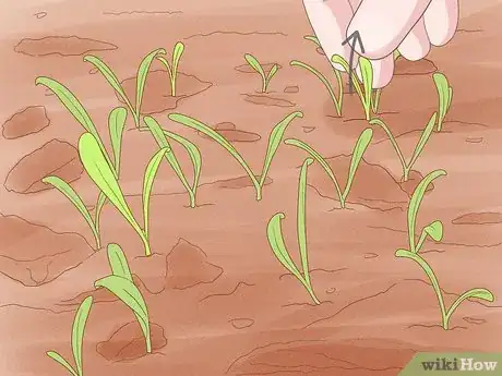 Step 1 修剪植物。