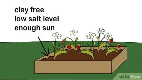 Step 7 不要让草莓承受压力。