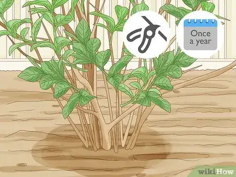 Step 3 每年修剪一次锦带花。