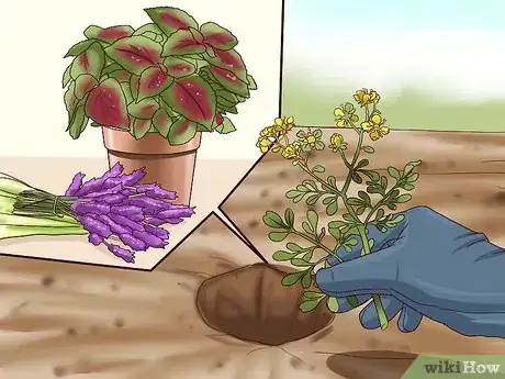 Step 3 种植驱猫植物。