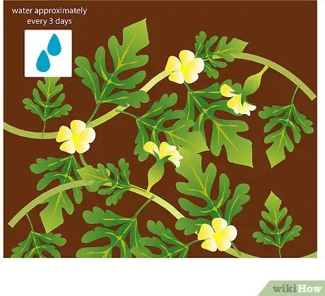 Step 5 开花之后要少浇点水。