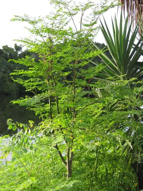 Moringa at house full shoto July 2009.JPG