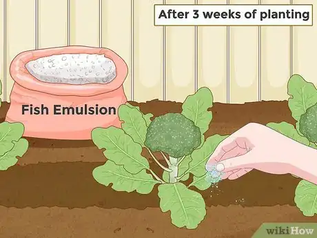 Step 2 种植西兰花后大概三周施肥一次。