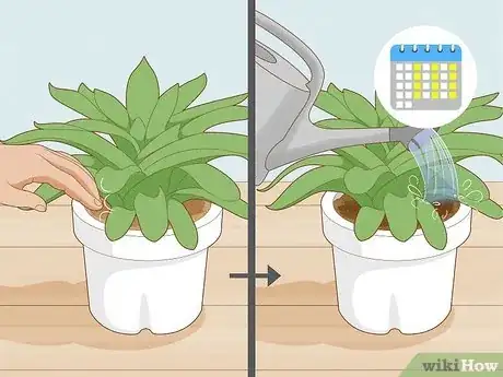 Step 2 定期为植物浇水。