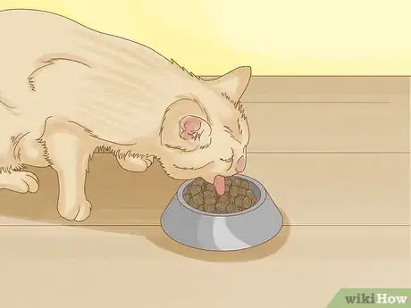 Step 4 给猫咪享受美食。