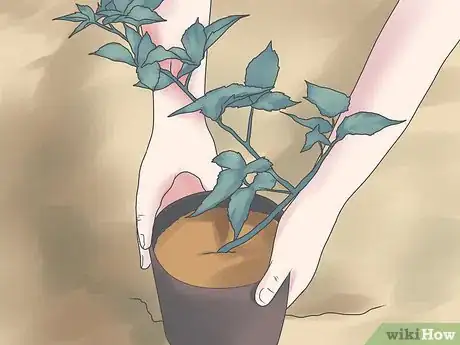 Step 3 考虑种植好养活的直立或半直立品种。