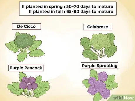 Step 2 暖冬时期可以种植抹芽品种。