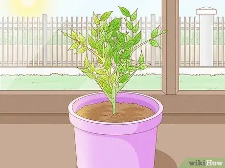 Step 4 为植物提供温暖的环境和光照。