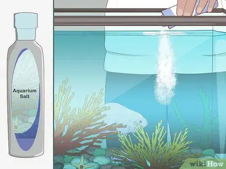 Step 8 考虑在淡水中添加些水族专用的化学盐。