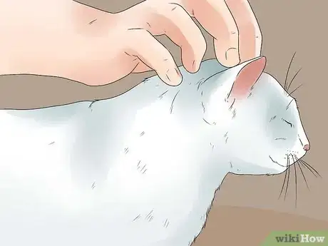 Step 3 猫咪用了猫砂之后要给它奖励。