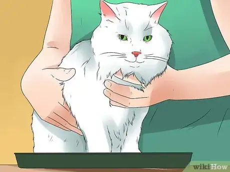 Step 2 在给猫喂食不久之后把猫放进猫砂盆里。