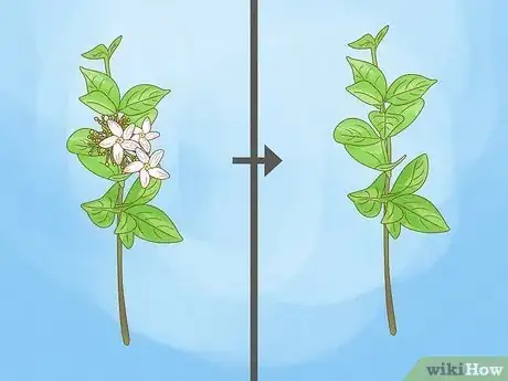 Step 4 去掉枝条上凋零的花朵。