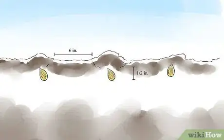 Step 4 在初秋的时候下种。