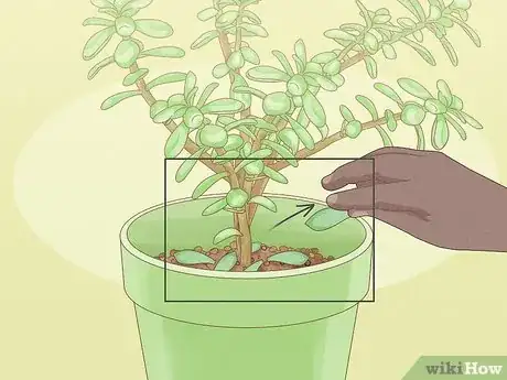 Step 3 保持植物美观。