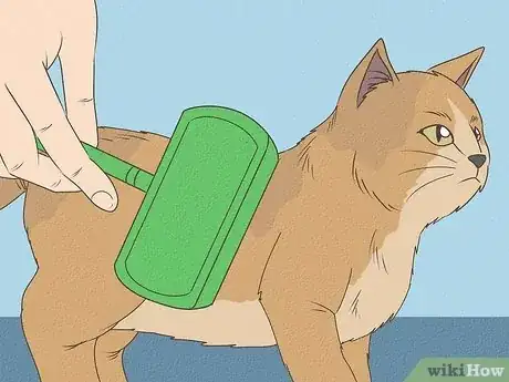 Step 3 给猫咪刷毛。