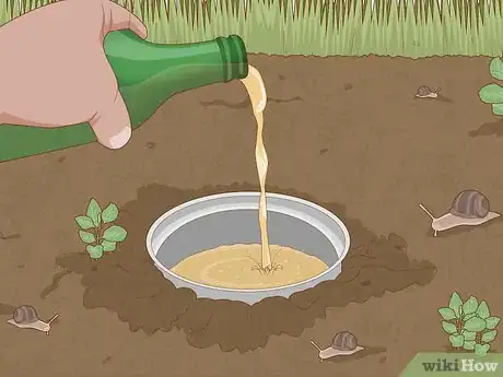 Step 1 用啤酒捕捉蜗牛。