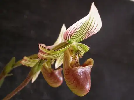 Paphiopedilum_hennisianum.JPG