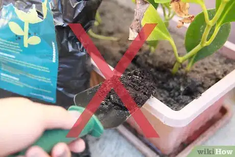 Step 2 当植物有新芽长出时再施肥。