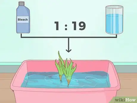 Step 2 用漂白剂溶液处理植物，再放入鱼缸里。