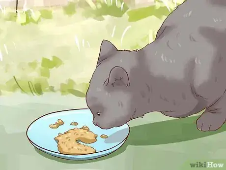 Step 1 打算捕捉流浪猫的前几天先给它喂食。