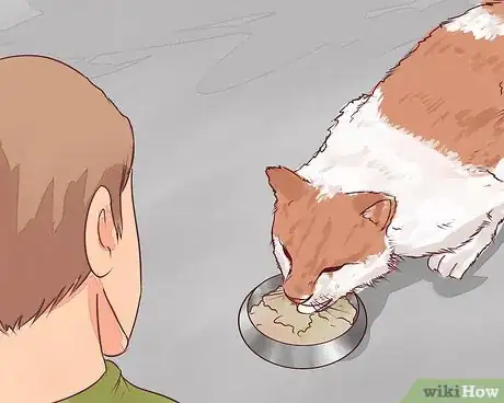 Step 1 考虑猫的体重和食量。