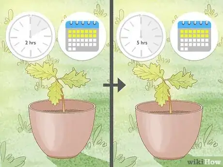 Step 2 等到幼苗适应能更强之后再移栽到外面。