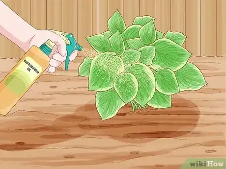 Step 3 用园艺油喷洒植物。