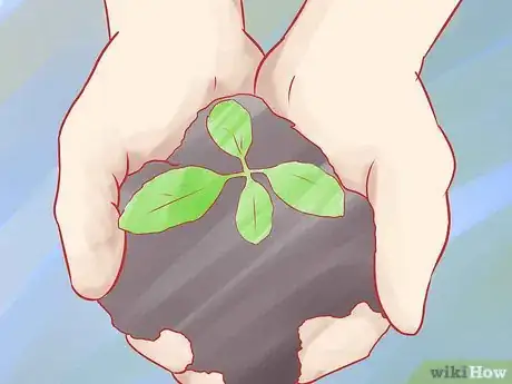 Step 2 移植幼苗。