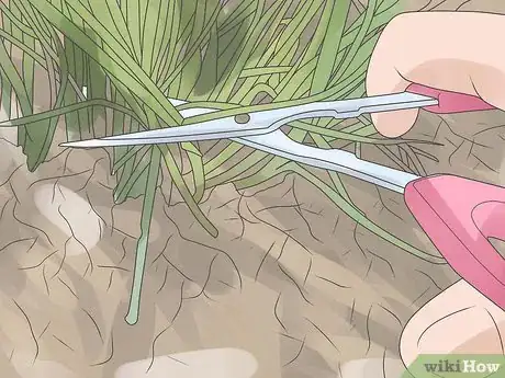 Step 3 同时种植几株细香葱。