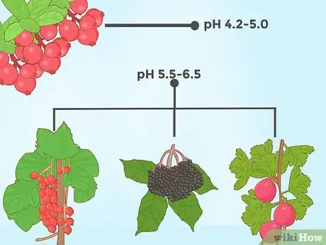 Step 4 浆果植物需要栽种在酸性土壤里。