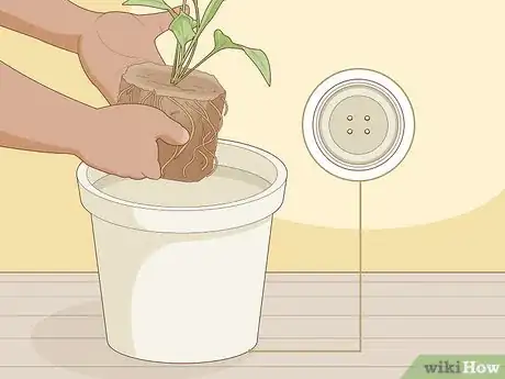 Step 2 移植根腐烂的植物。