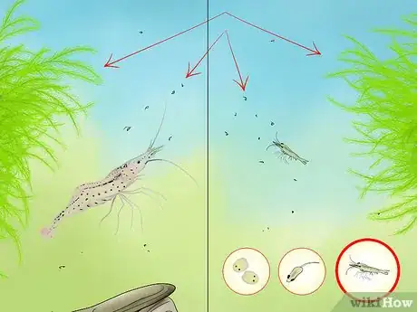 Step 7 等幼虾长出虾足后，投喂常规的虾饲料。