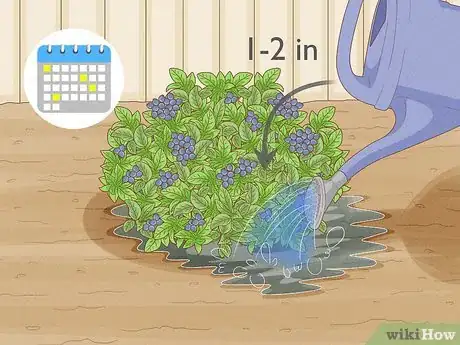 Step 1 给植株浇水。