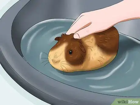 Step 4 保持豚鼠清洁。