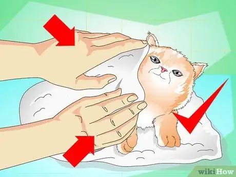 Step 8 把猫崽彻底擦干。