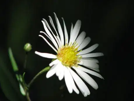 Chamomile 1