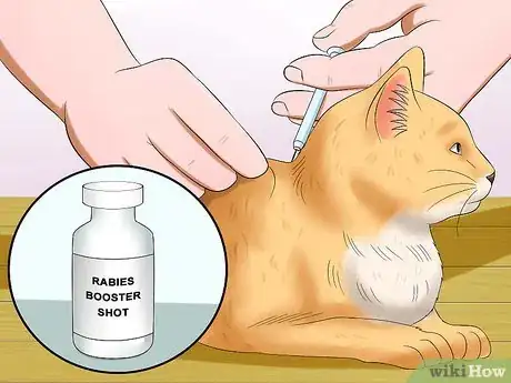 Step 3 要求给猫注射后续的狂犬疫苗。