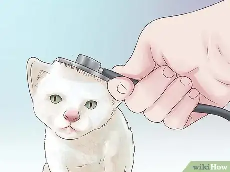 Step 3 带你家的猫去看兽医。