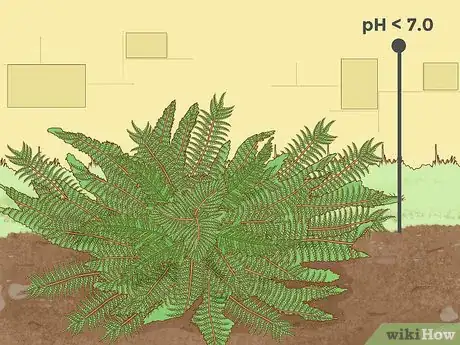 Step 5 土壤的酸碱度略低于中性会更适合蕨类植物生长。