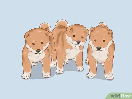 Step 1 对幼犬进行全面评估。