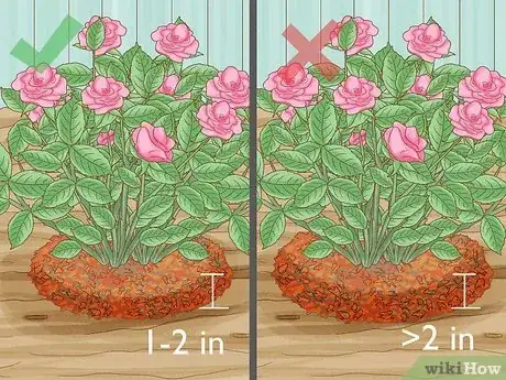 Step 3 不要加太多的护根物。