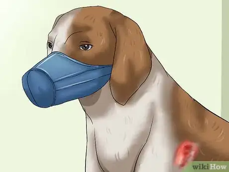 Step 2 如有必要，给爱犬带上口套。