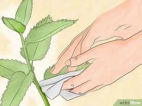 Step 1 把它们从植物上挑掉，或者用块布把它们擦掉。